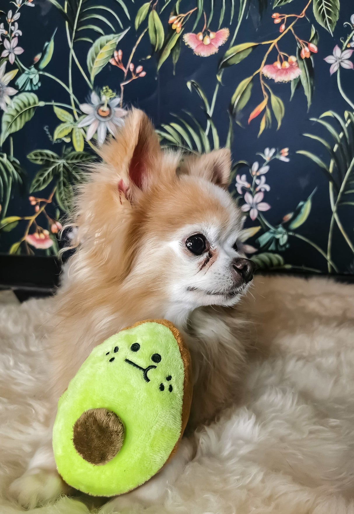 Frenkiez Veggiez Advocado - Premium Hondenspeeltje > Hondenspeelgoed from Frenkiez - Just €5! Shop now at Frenkiezdogshop