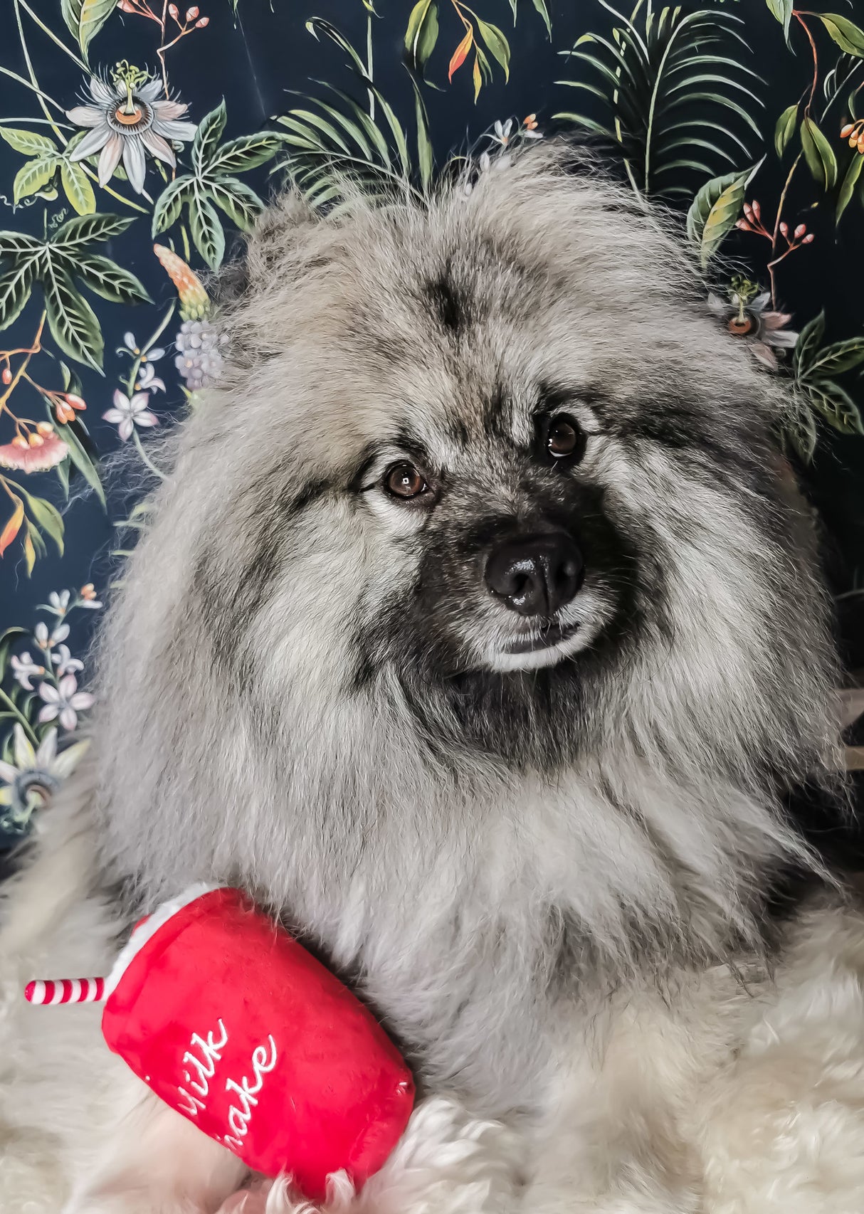 Frenkiez Sweetz Milkshake - Premium Hondenspeeltje > Hondenspeelgoed from Frenkiez - Just €5! Shop now at Frenkiezdogshop