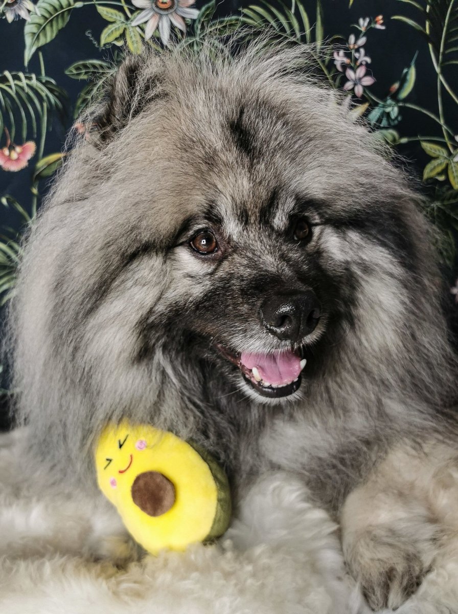 Frenkiez Veggiez Advocado 2.0 Hondenspeeltje > Hondenspeelgoed Standaard/One Size