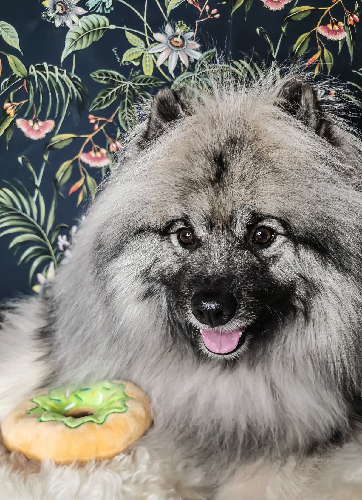 Frenkiez Sweetz Green Donut - Premium Hondenspeeltje > Hondenspeelgoed from Frenkiez - Just €5! Shop now at Frenkiezdogshop