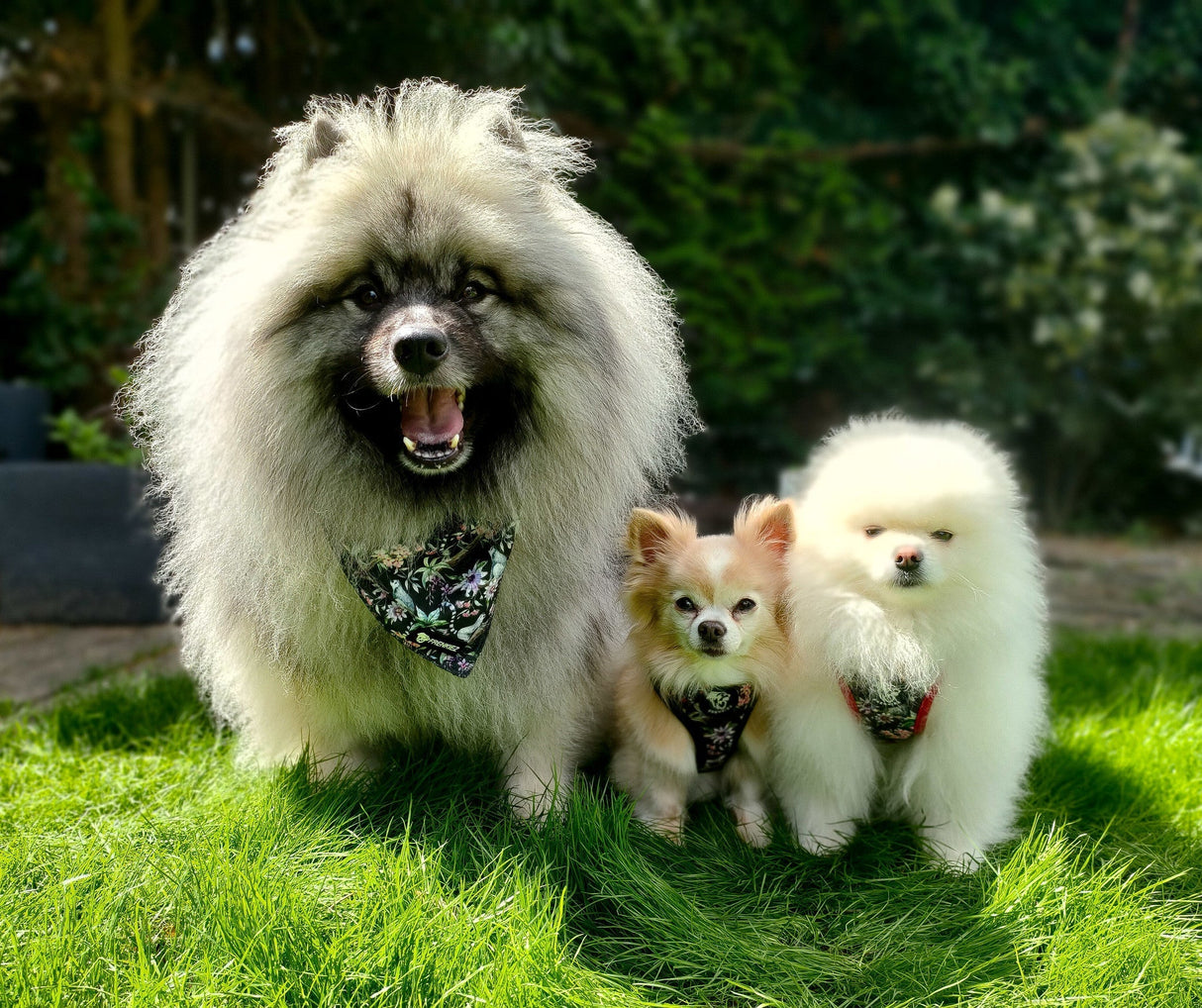 Frenkiez Step In Harness Maki Flower - Premium hondentuig > honden harnas from Frenkiez - Just €10! Shop now at Frenkiezdogshop