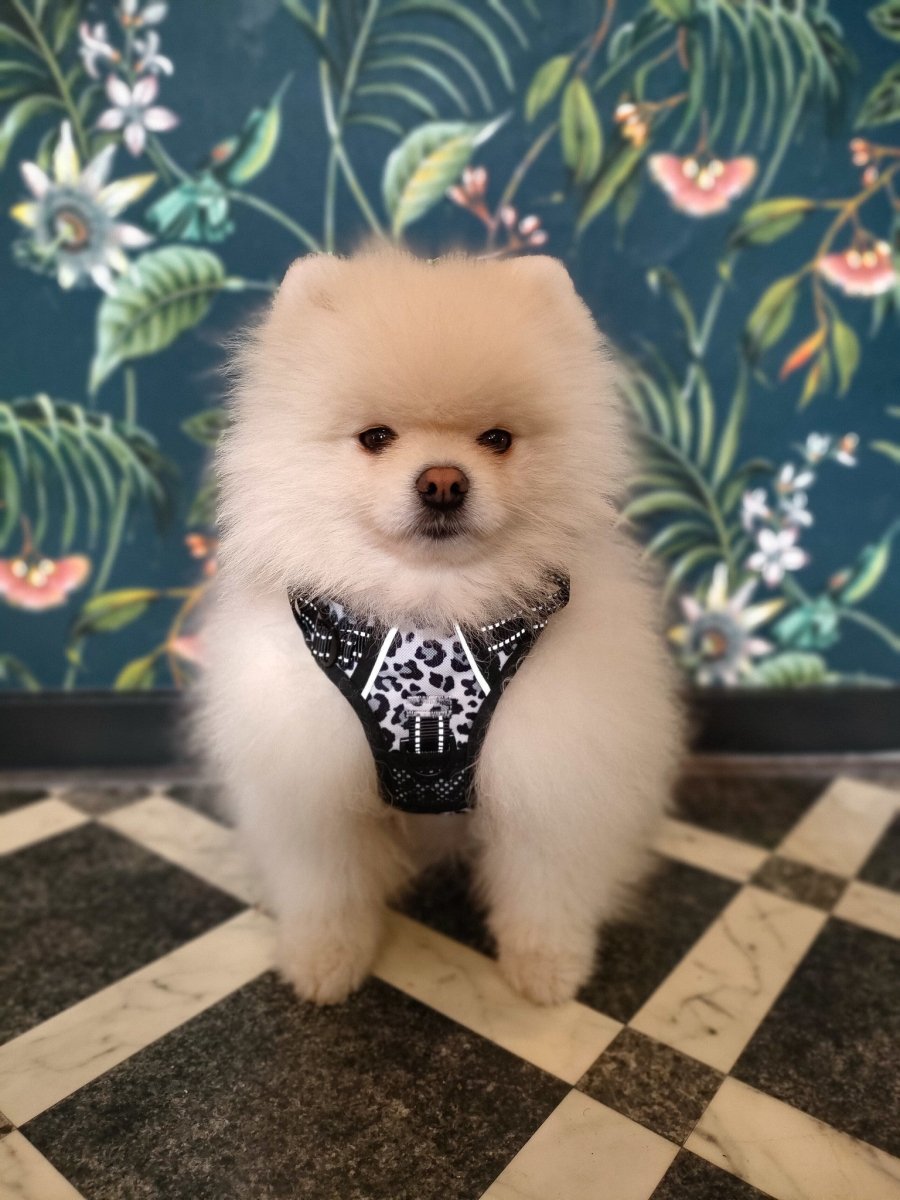 Frenkiez reflective Y tuig no pull dogharness Snow Leopard hondentuig > honden harnas > Y tuigen X - Small