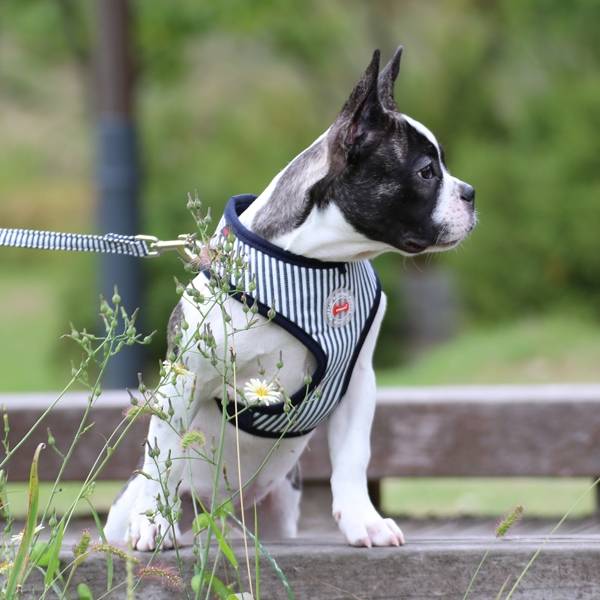Puppia Bobby Harness model A Striped Navy - Premium hondentuig > honden harnas from Puppia - Just €20! Shop now at Frenkiezdogshop