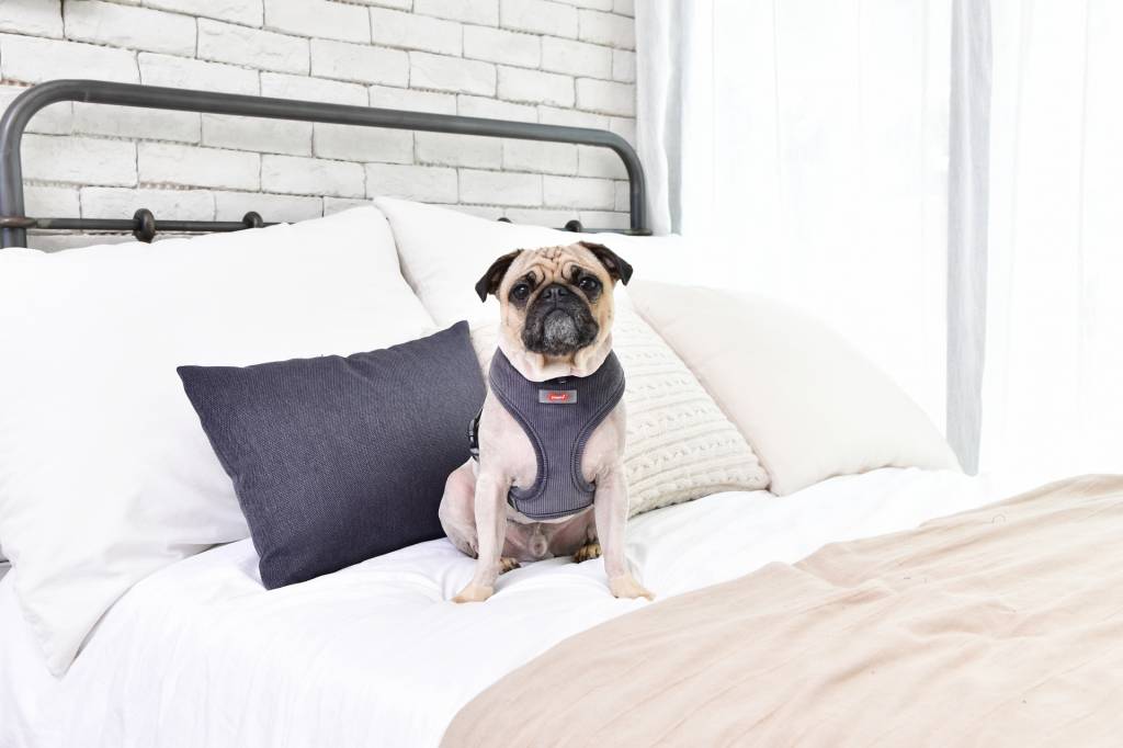 Puppia Classy Harness model A Dark Grey ( S ) hondentuig > honden harnas > model A Small