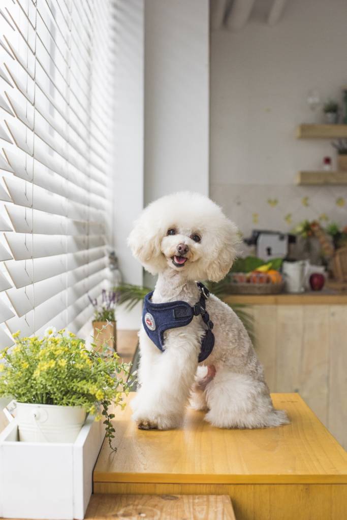 Puppia Classy Harness model C Navy ( XL ) hondentuig > honden harnas > model C Medium