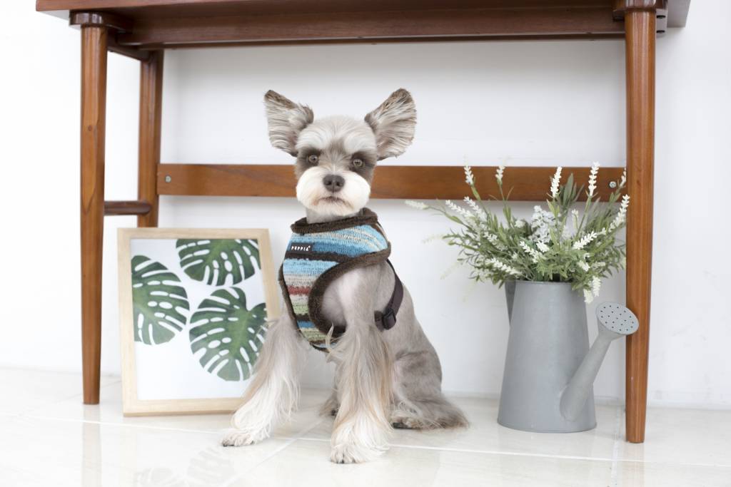 Puppia Crayon Harness model A Brown hondentuig > honden harnas > model A Small