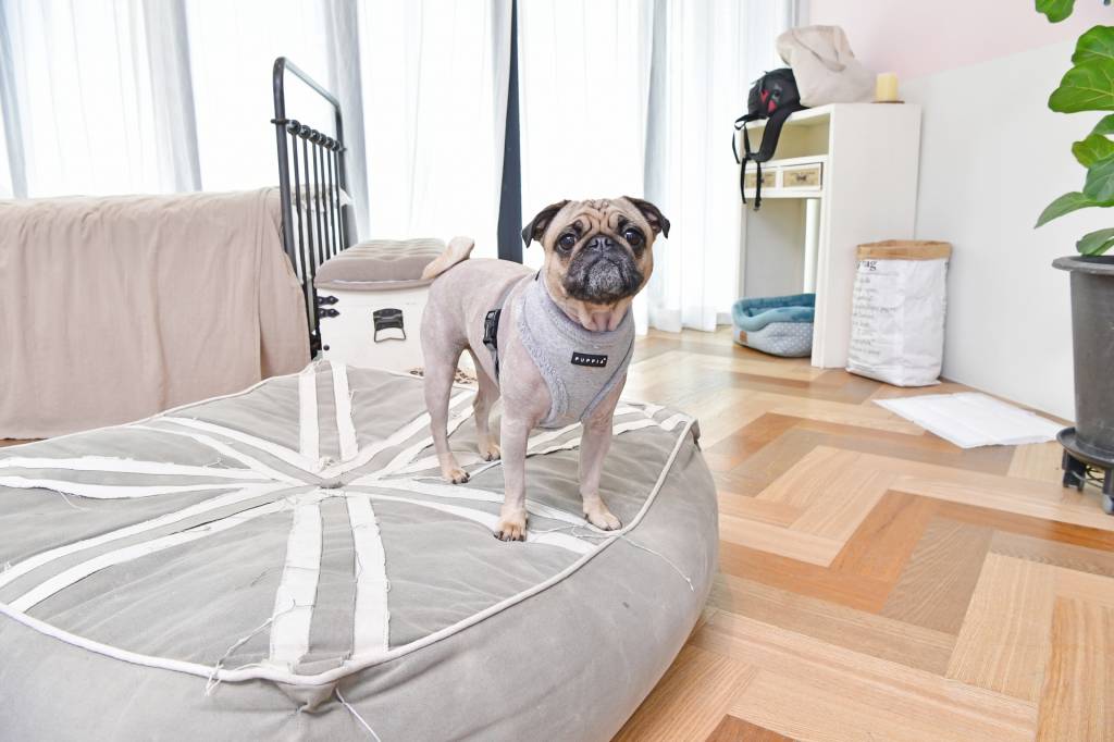 Puppia Gia Harness model A Grey - Premium hondentuig > honden harnas from Puppia - Just €20! Shop now at Frenkiezdogshop