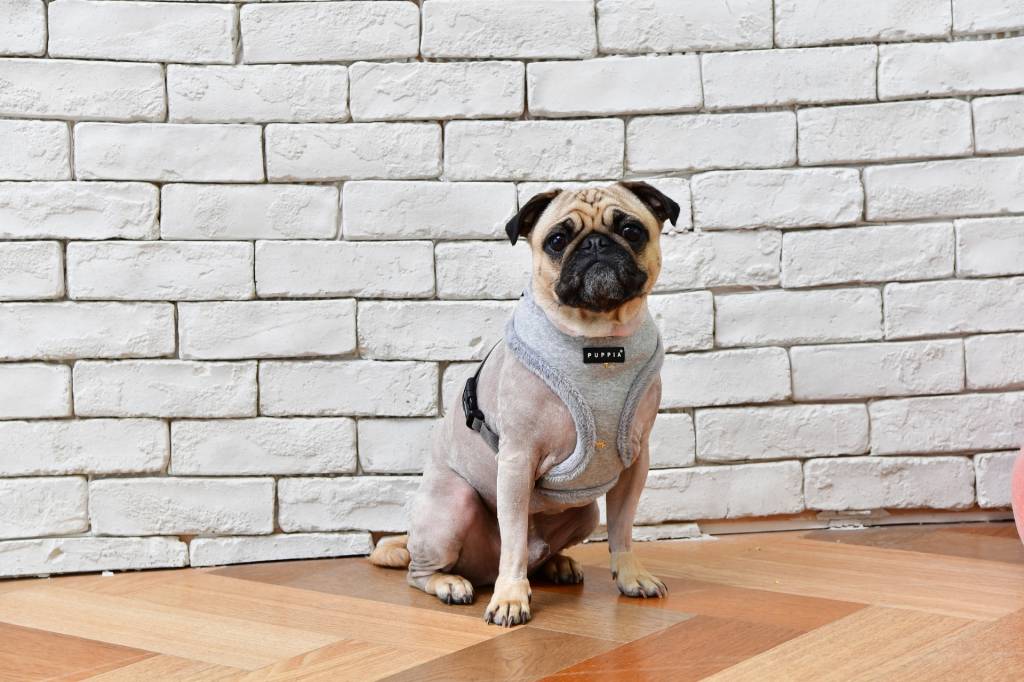 Puppia Gia Harness model A Grey - Premium hondentuig > honden harnas from Puppia - Just €20! Shop now at Frenkiezdogshop