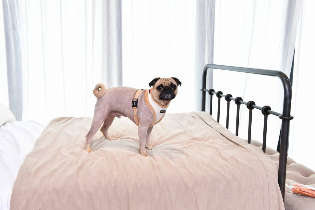 Puppia Gia Harness model A Ivory hondentuig > honden harnas > model A Small