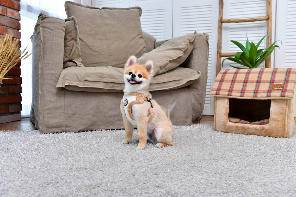 Puppia Gia Harness model A Ivory hondentuig > honden harnas > model A Small