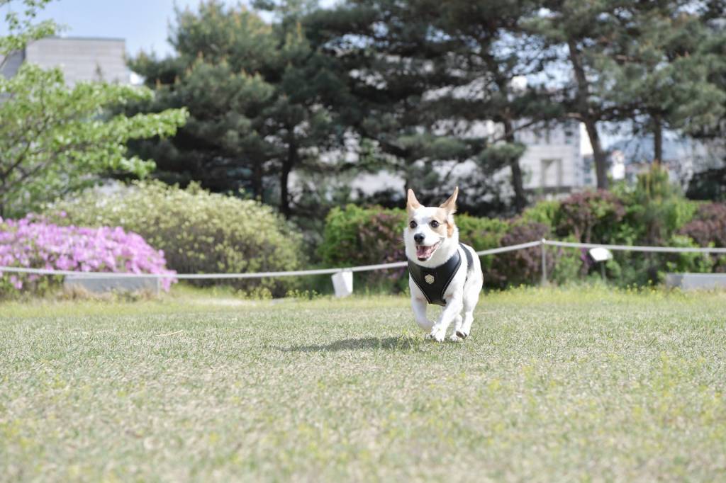 Puppia Legacy Harness model A Black ( XX - LARGE ) hondentuig > honden harnas > model A Large