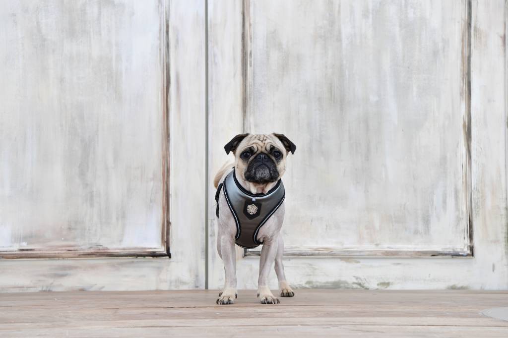 Puppia Legacy Harness model A Grey hondentuig > honden harnas > model A Small