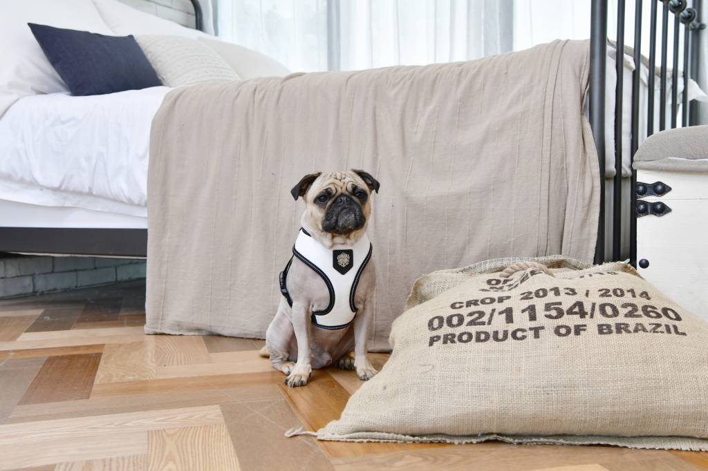 Puppia Legacy Harness model A White - Premium hondentuig > honden harnas from Puppia - Just €20! Shop now at Frenkiezdogshop