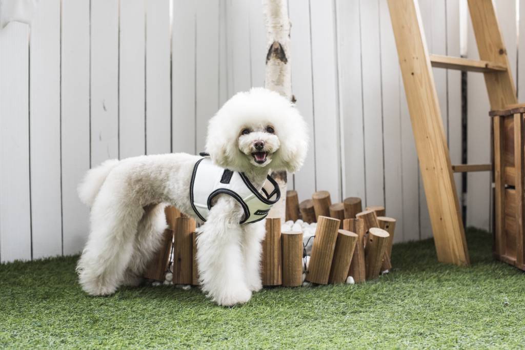 Puppia Legacy Harness model B White - Premium hondentuig > honden harnas from Puppia - Just €20! Shop now at Frenkiezdogshop