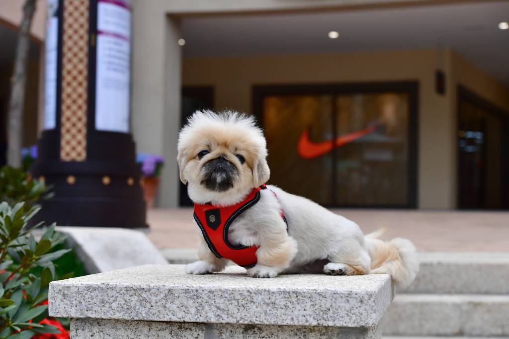 Puppia Legacy Harness model C Red - Premium hondentuig > honden harnas from Puppia - Just €20! Shop now at Frenkiezdogshop