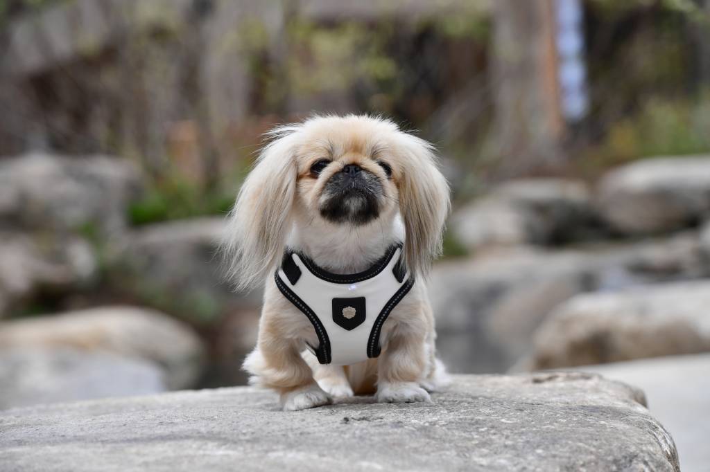 Puppia Legacy Harness model C White - Premium hondentuig > honden harnas from Puppia - Just €20! Shop now at Frenkiezdogshop