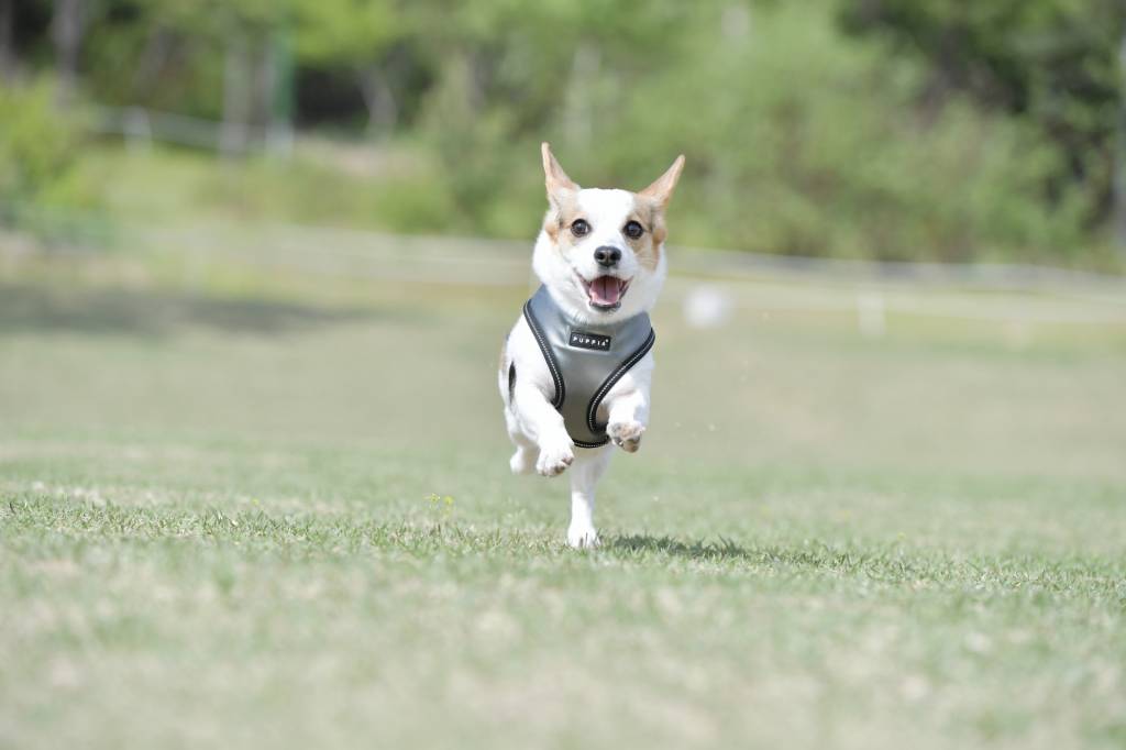 Puppia Legacy Harness model E Grey hondentuig > honden harnas > overige modellen Small