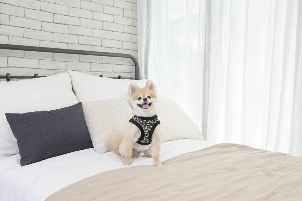 Puppia Leonard Vest Harness model B Black - Premium hondentuig > honden harnas from Puppia - Just €20! Shop now at Frenkiezdogshop