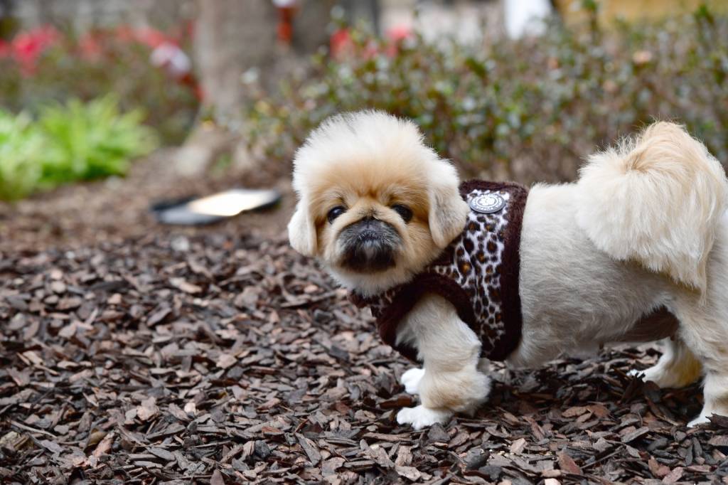 Puppia Leonard Vest Harness model B Brown - Premium hondentuig > honden harnas from Puppia - Just €24.99! Shop now at Frenkiezdogshop