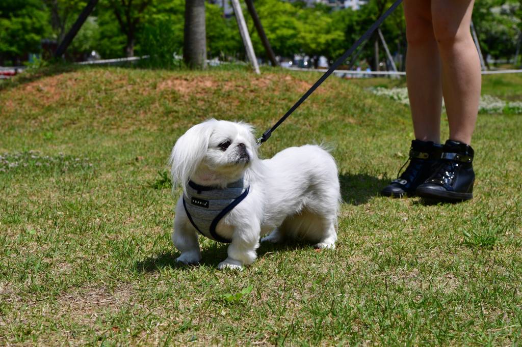 Puppia Mischief Harness model A Grey ( S & XL ) - Premium hondentuig > honden harnas from Puppia - Just €20! Shop now at Frenkiezdogshop