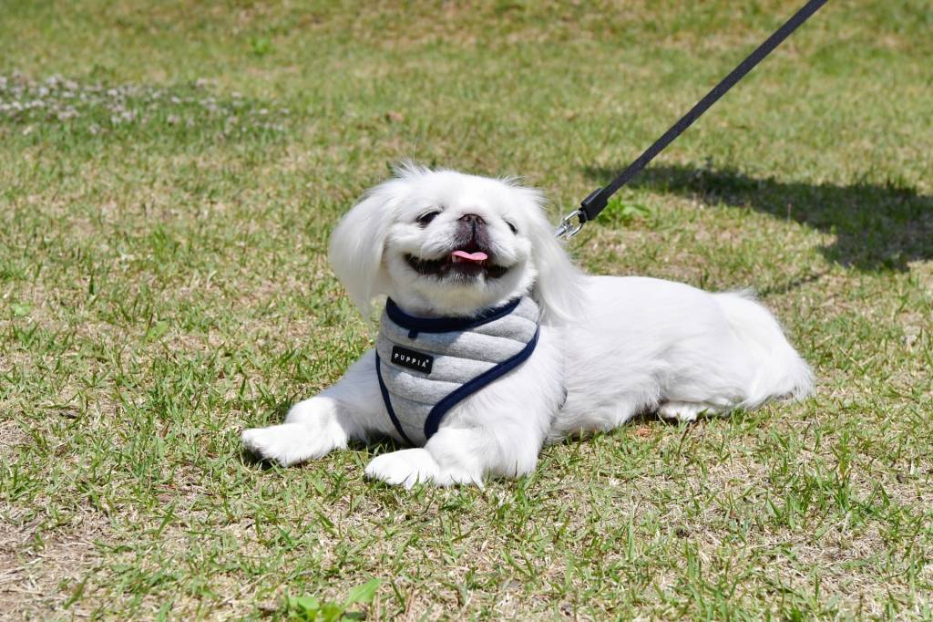 Puppia Mischief Harness model A Grey ( S & XL ) - Premium hondentuig > honden harnas from Puppia - Just €20! Shop now at Frenkiezdogshop