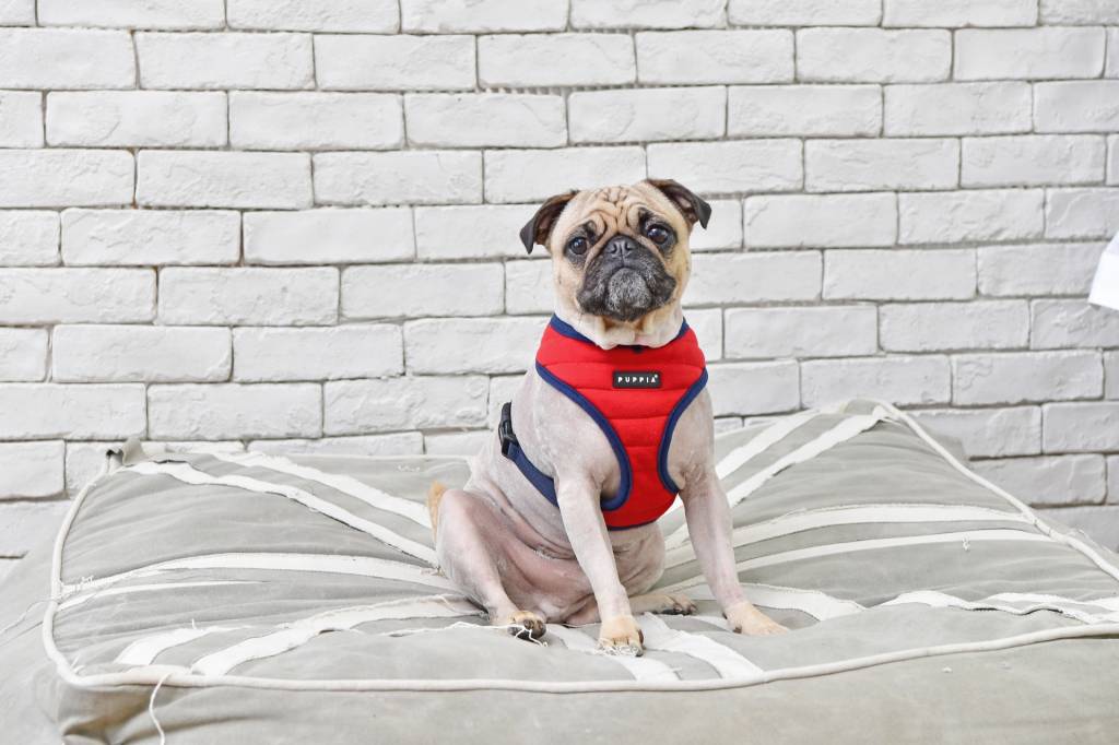 Puppia Mischief Harness model A Red ( X-Large ) - Premium hondentuig > honden harnas from Puppia - Just €20! Shop now at Frenkiezdogshop