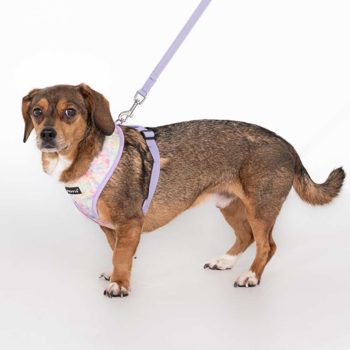 Puppia Nola Hondentuig Model A Violet hondentuig > honden harnas > model A Small