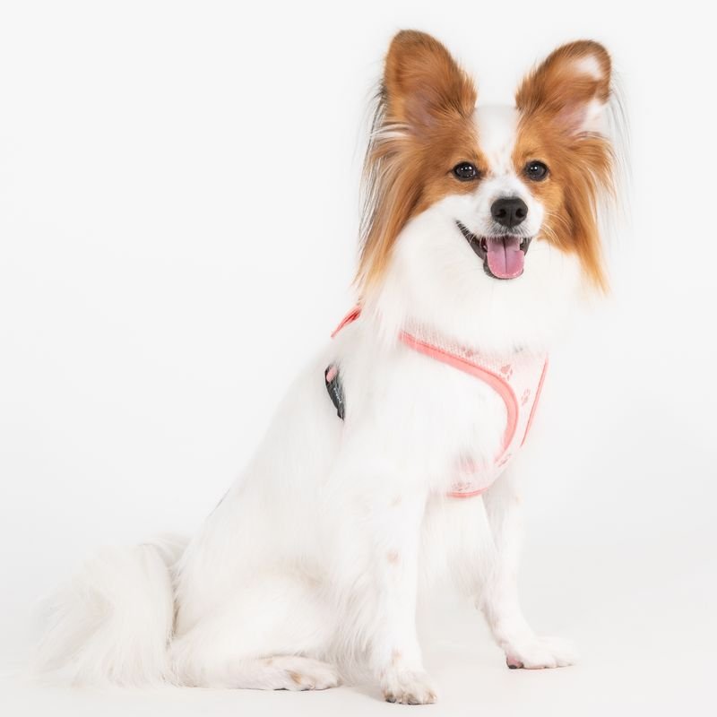 Puppia Pawprint Hondentuig Model A Pink hondentuig > honden harnas > model A Small