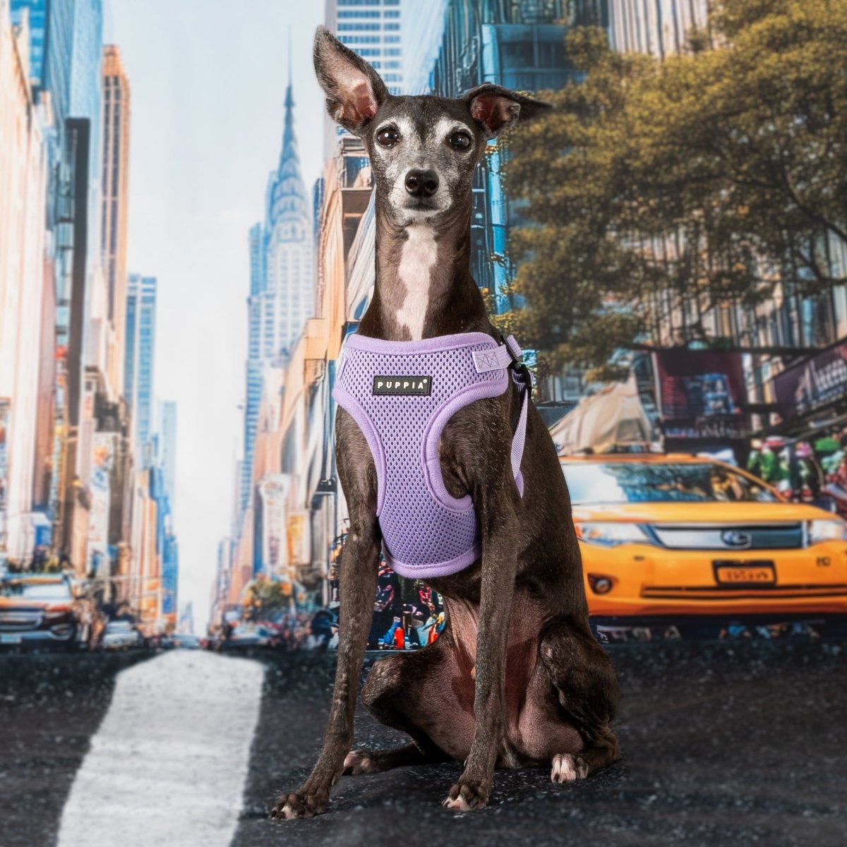 Puppia Soft Harness Model C Violet - Hondentuig hondentuig > honden harnas > model C Small