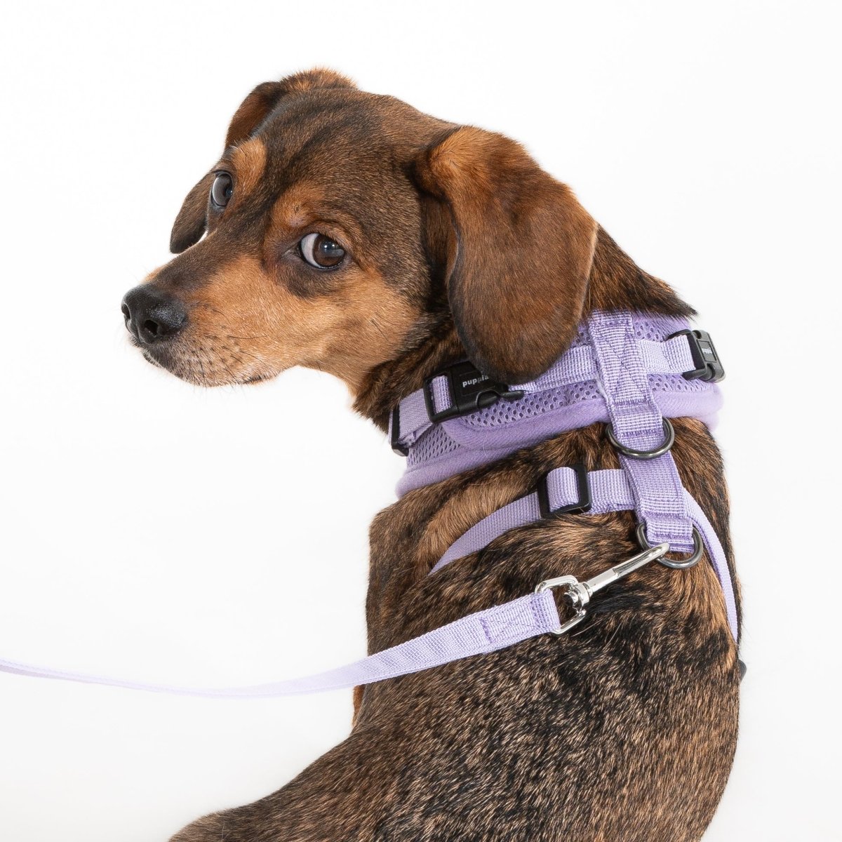 Puppia Soft Harness Ritefit Violet hondentuig > honden harnas > model A Small