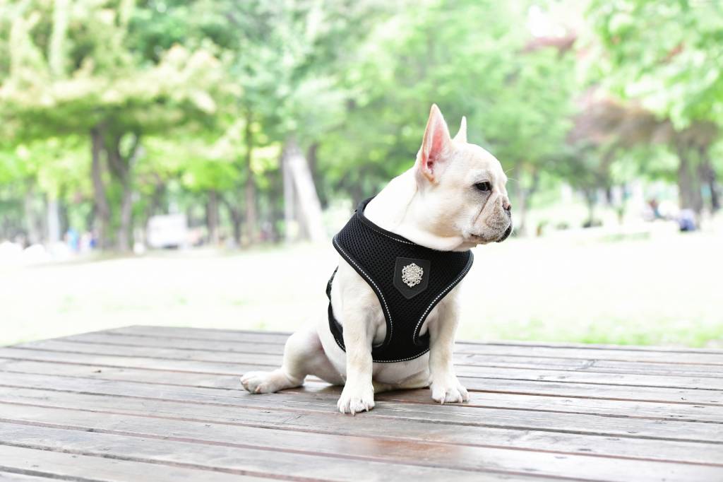 Puppia Thermal Soft Harness model A Black - Premium hondentuig > honden harnas from Puppia - Just €20! Shop now at Frenkiezdogshop