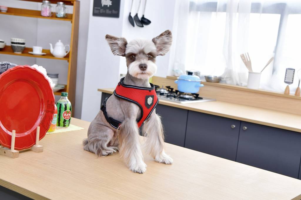 Puppia Thermal Soft Harness model A Red - Premium hondentuig > honden harnas from Puppia - Just €20! Shop now at Frenkiezdogshop