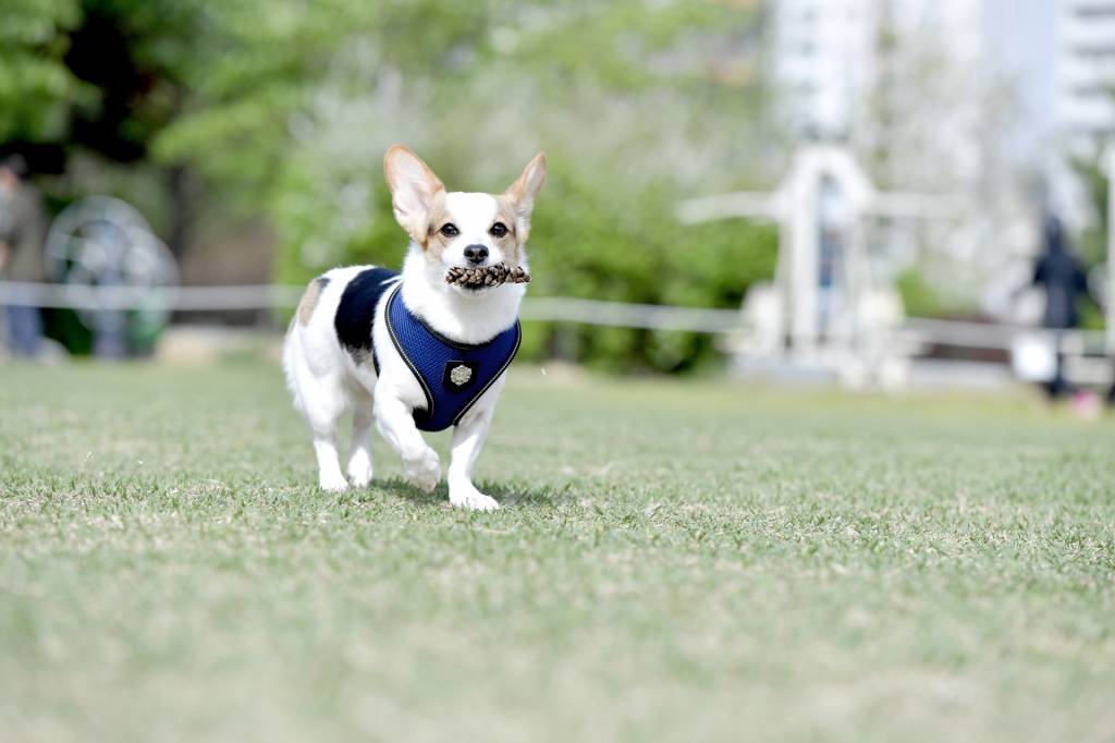 Puppia Thermal Soft Harness model A Royal Blue - Premium hondentuig > honden harnas from Puppia - Just €20! Shop now at Frenkiezdogshop