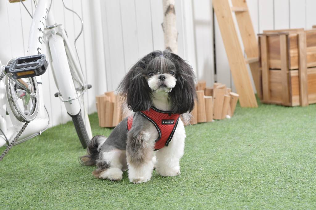 Puppia Thermal Soft Vest Harness model B Red - Premium hondentuig > honden harnas from Puppia - Just €20! Shop now at Frenkiezdogshop