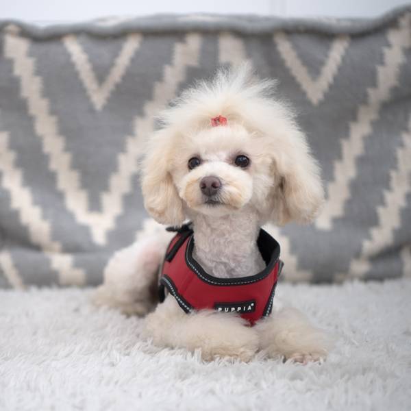 Puppia Trek Vest Harness model B Red - Premium hondentuig > honden harnas from Puppia - Just €20! Shop now at Frenkiezdogshop
