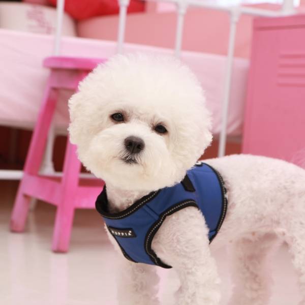 Puppia Trek Vest Harness model B Royal Blue - Premium hondentuig > honden harnas from Puppia - Just €20! Shop now at Frenkiezdogshop