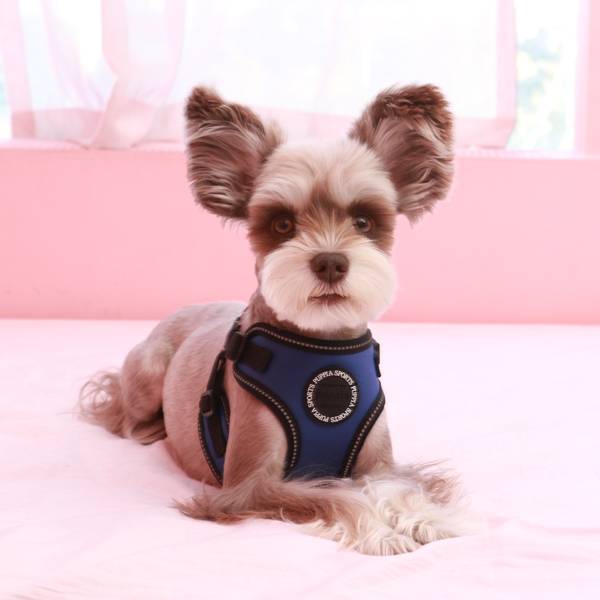 Puppia Trek harness model C Royal Blue hondentuig > honden harnas > model C Small