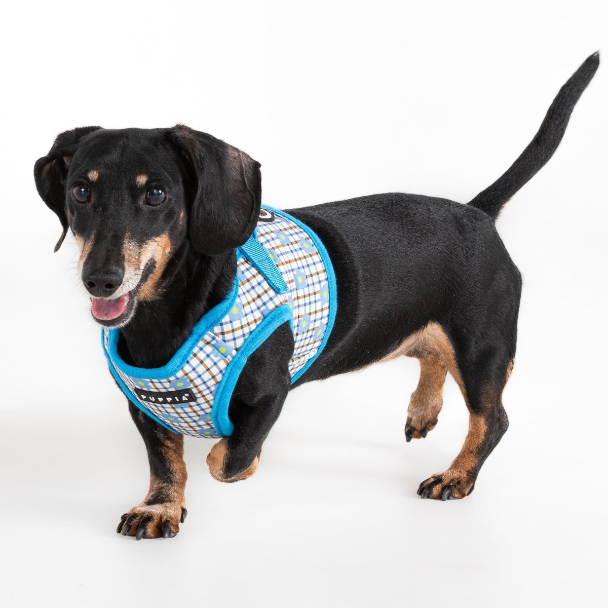Puppia Westley Vest Harness Model B Skyblue hondentuig > honden harnas > model B Small