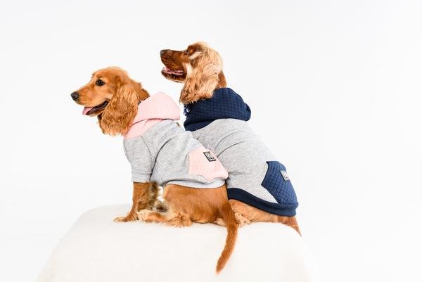 Big and Little Dogs hoody jumper Quilted Navy - Premium Hondenkleding > Hondentrui from Big and Little Dogs - Just €10! Shop now at Frenkiezdogshop