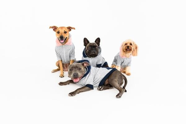 Big and Little Dogs hoody jumper Quilted Navy - Premium Hondenkleding > Hondentrui from Big and Little Dogs - Just €10! Shop now at Frenkiezdogshop