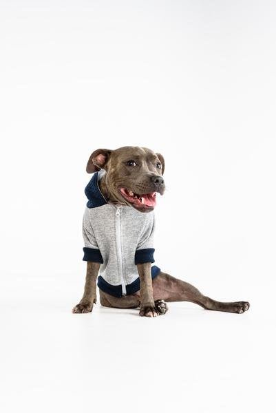 Big and Little Dogs hoody jumper Quilted Navy Hondenkleding > Hondentrui X - Small
