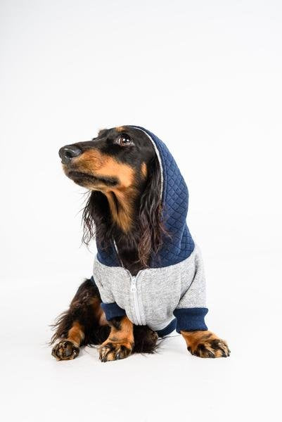 Big and Little Dogs hoody jumper Quilted Navy - Premium Hondenkleding > Hondentrui from Big and Little Dogs - Just €10! Shop now at Frenkiezdogshop