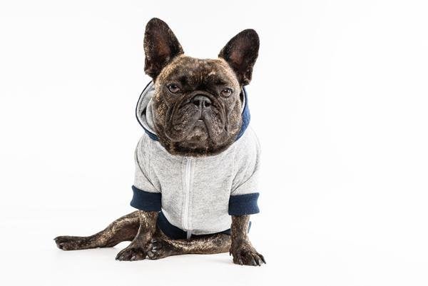 Big and Little Dogs hoody jumper Quilted Navy Hondenkleding > Hondentrui X - Small