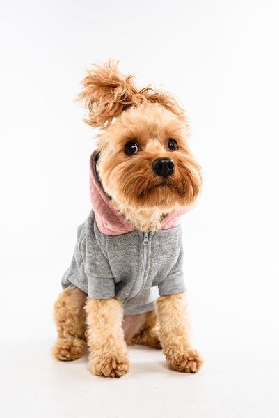 Big and Little Dogs hoody jumper Quilted Blush ( X small ) - Premium Hondenkleding > Hondentrui from Big and Little Dogs - Just €10! Shop now at Frenkiezdogshop