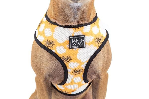 Big and Little Dogs Reversible Harness Lights, Camera, Action ( XS & M ) - Premium hondentuig > honden harnas from Big and Little Dogs - Just €10! Shop now at Frenkiezdogshop