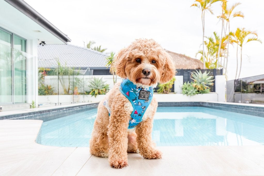Big and Little Dogs Reversible Surf's Up - Premium hondentuig > honden harnas from Big and Little Dogs - Just €10! Shop now at Frenkiezdogshop