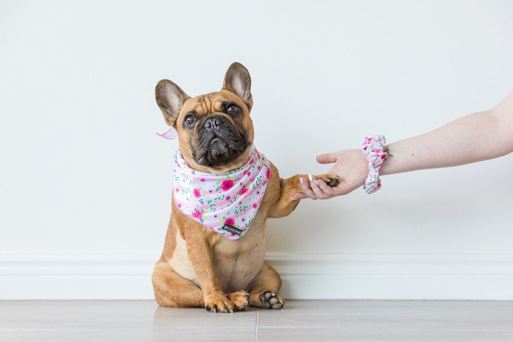 Big and Little Dogs Pretty as can Bee scrunchie - Premium Haarelastiek > haarasseccoire from Big and Little Dogs - Just €5! Shop now at Frenkiezdogshop