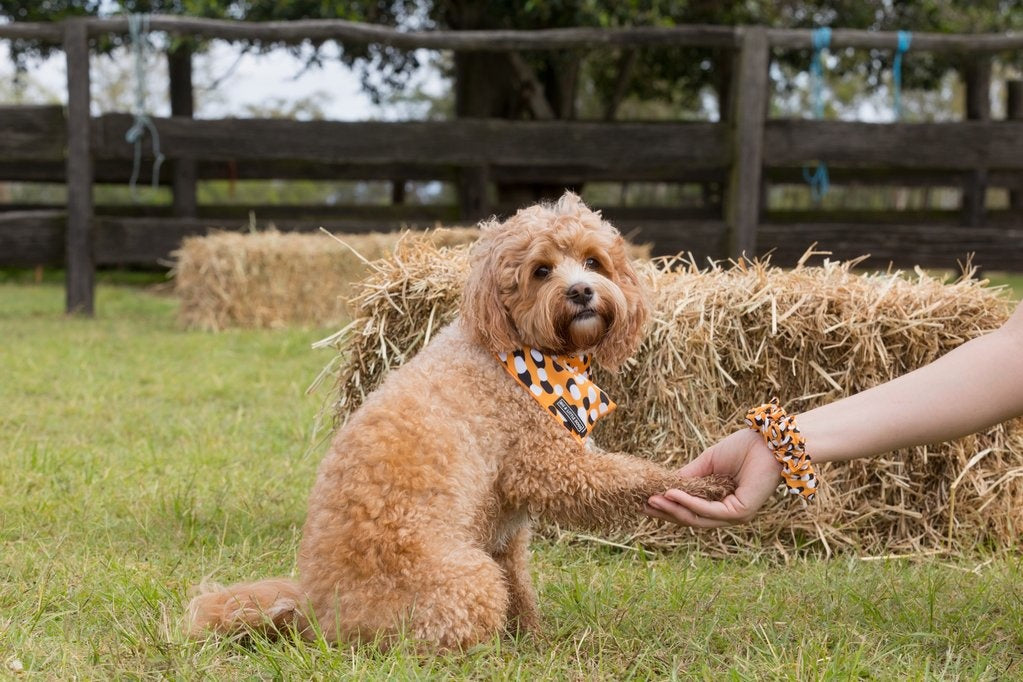 Big and Little Dogs Spicy Mustard scrunchie - Premium Haarelastiek > haarasseccoire from Big and Little Dogs - Just €5! Shop now at Frenkiezdogshop