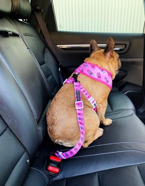 Big and Little Dogs autogordel Slushies Autogordel > Autoriem Standaard/One Size