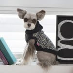 Pinkaholic Leo Pug II Hoodie Black ( X-LARGE ) - Premium Hondenkleding > Hondentrui from Pinkaholic - Just €20! Shop now at Frenkiezdogshop